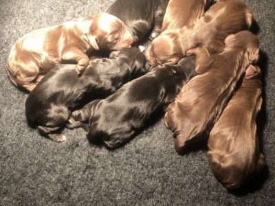 F1 Sprocker - 150 FTCh’s & 53 FTW’s (7 Generation)