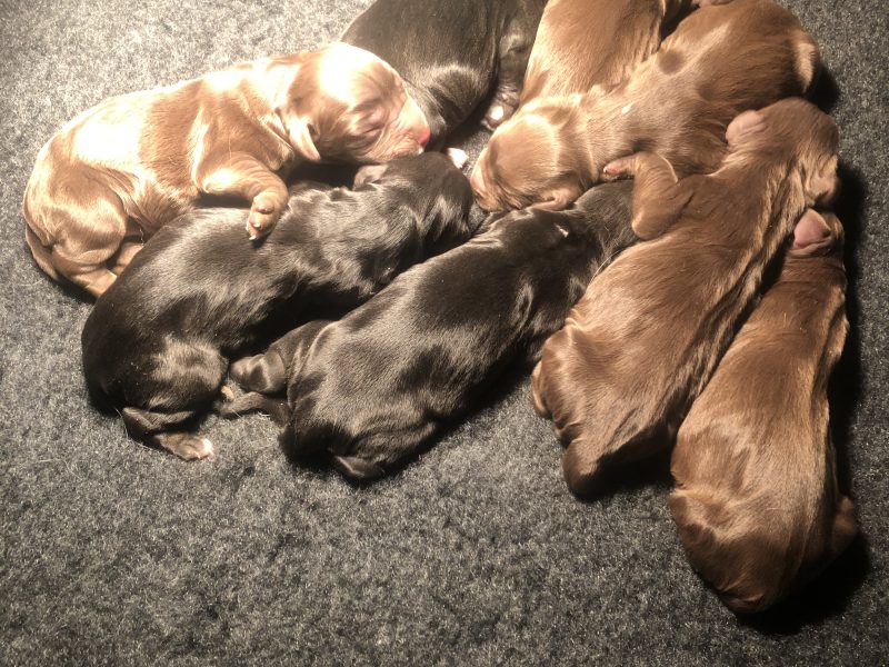 F1 Sprocker - 150 FTCh’s & 53 FTW’s (7 Generation)
