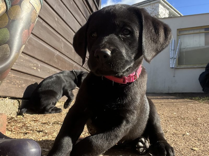 KC working gundog Labrador pups