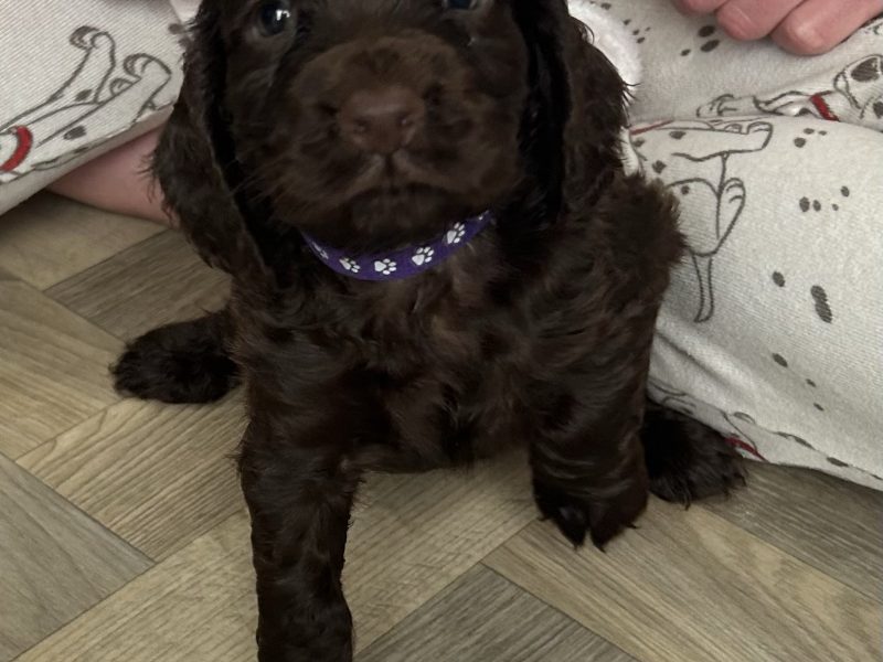 KC working cocker spaniel pups