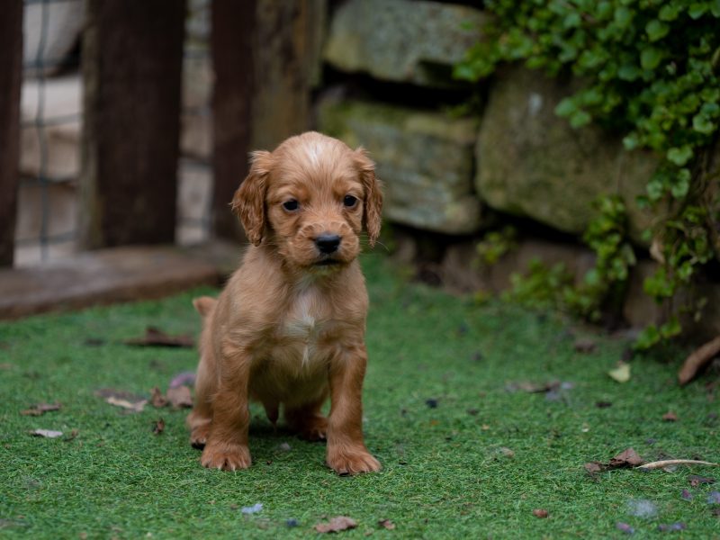 Very Well Bred Cocker Spaniel Pups