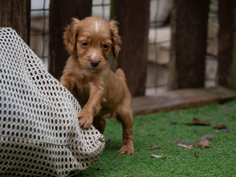 Very Well Bred Cocker Spaniel Pups