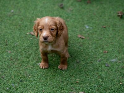 Very Well Bred Cocker Spaniel Pups
