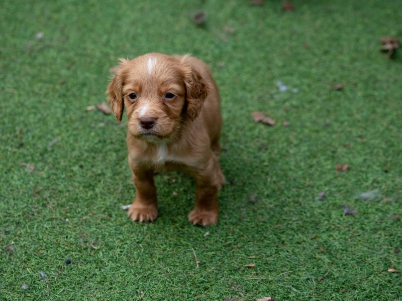 Very Well Bred Cocker Spaniel Pups