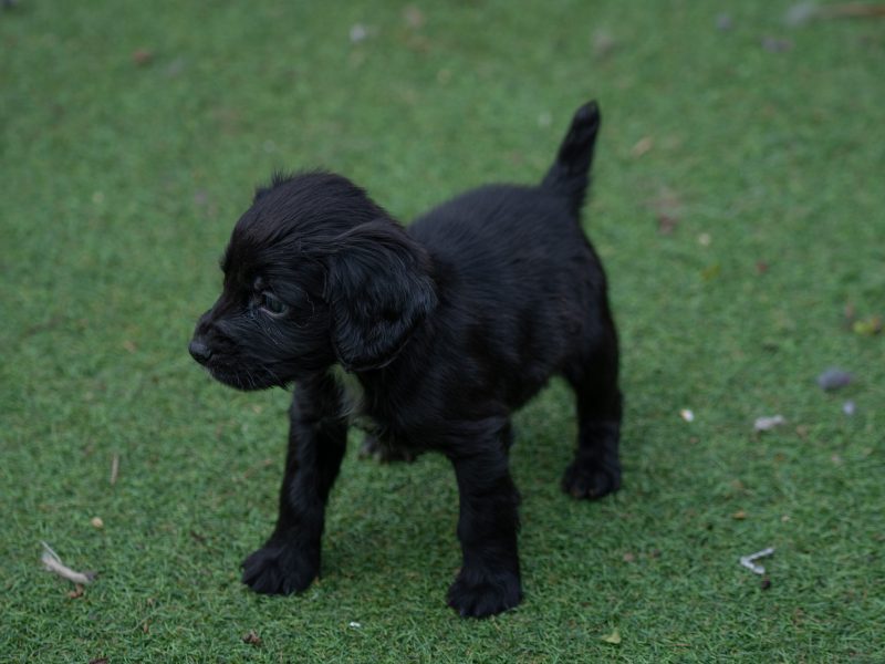 Very Well Bred Cocker Spaniel Pups