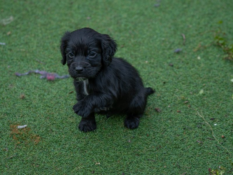 Very Well Bred Cocker Spaniel Pups