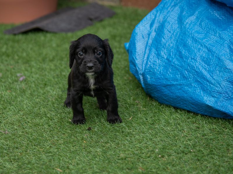 Very Well Bred Cocker Spaniel Pups