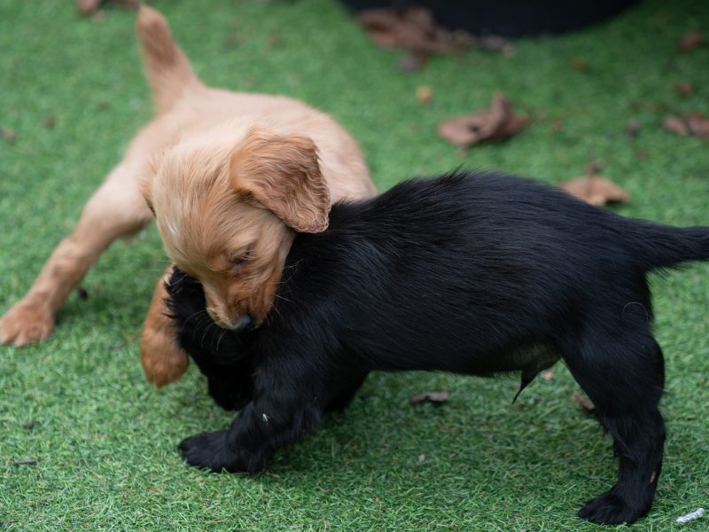 Very Well Bred Cocker Spaniel Pups
