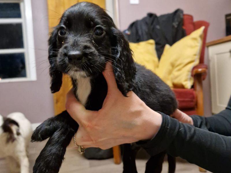 Cocker spaniel