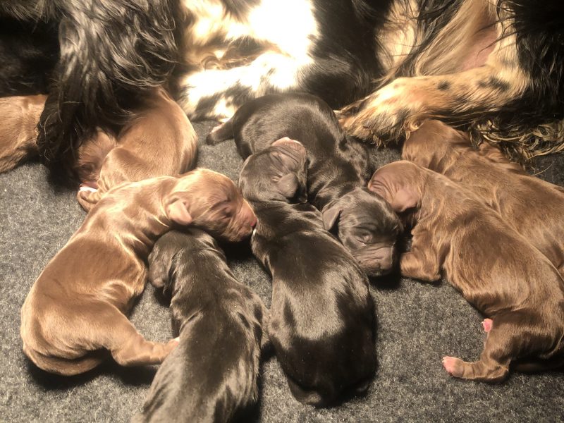 F1 Sprocker - 150 FTCh’s & 53 FTW’s (7 Generation)