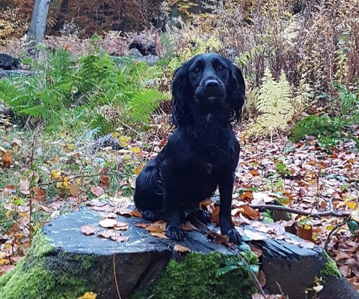Very Well Bred Cocker Spaniel Pups