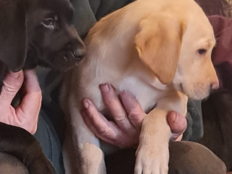 2 kc lab dogs left from litter of 6
