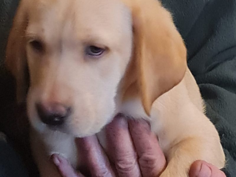 2 kc lab dogs left from litter of 6