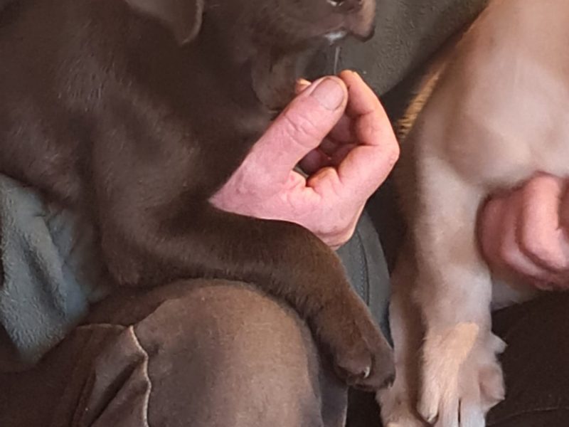 2 kc lab dogs left from litter of 6