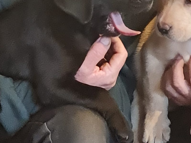 2 kc lab dogs left from litter of 6