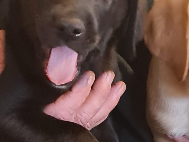 2 kc lab dogs left from litter of 6