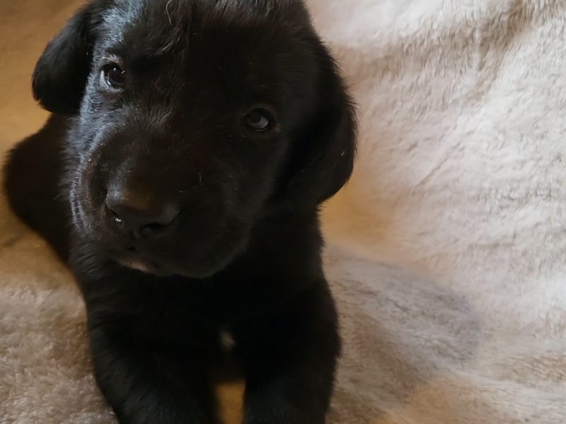 2 kc lab dogs left from litter of 6