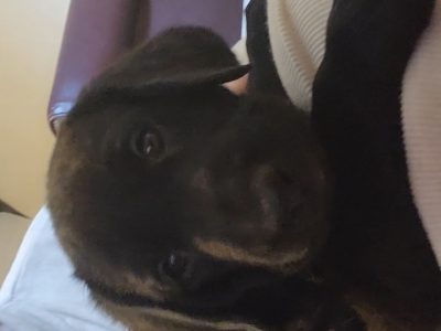 2 kc lab dogs left from litter of 6
