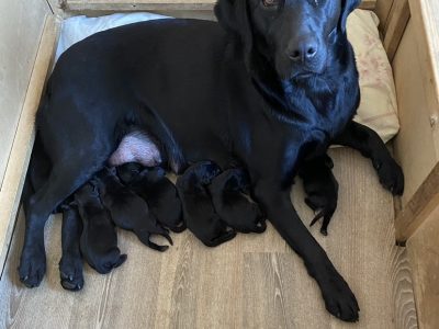 FTCH SIRED LABRADOR PUPPIES FROM SUPERB WORKING DAM FOR SALE.