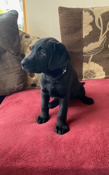 FTCH SIRED LABRADOR PUPPIES FROM SUPERB WORKING DAM FOR SALE.