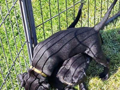 Labrador puppies (Black)