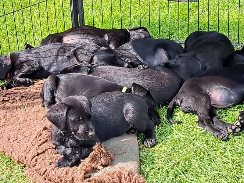 Labrador puppies (Black)