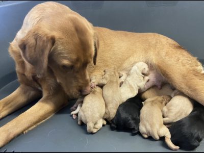 Well breed Labrador puppies