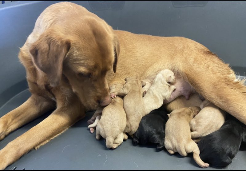 Well breed Labrador puppies