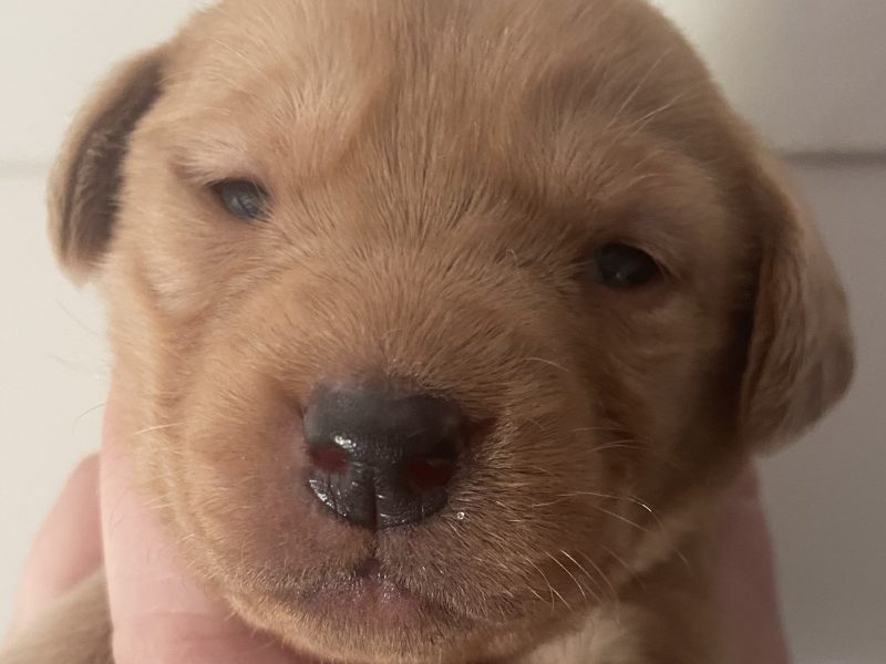 Well breed Labrador puppies