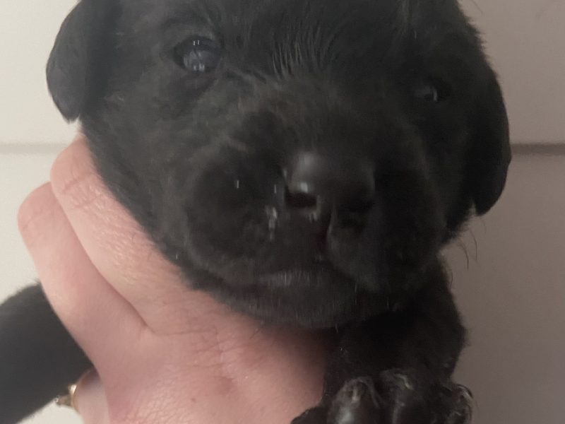 Well breed Labrador puppies