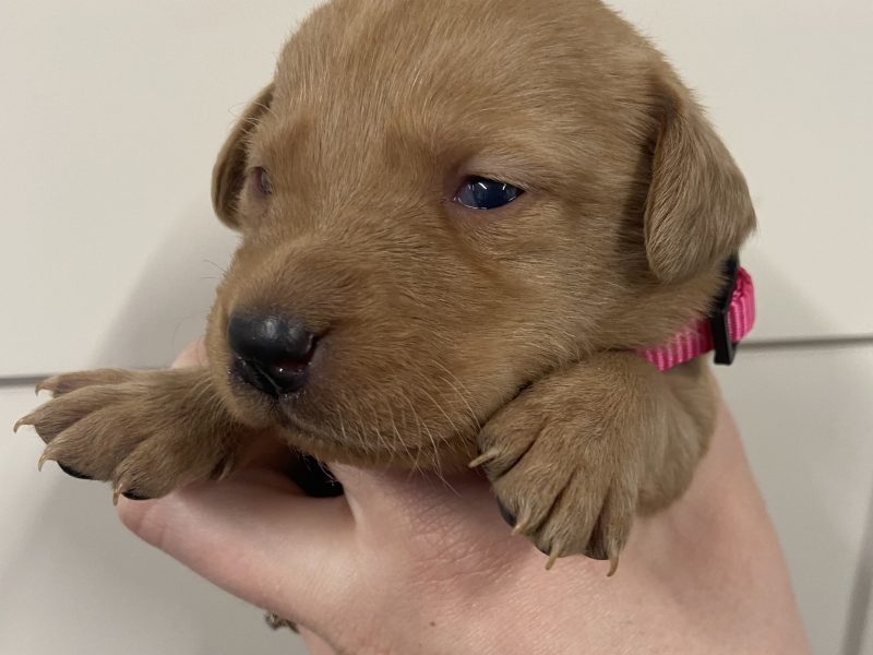Well breed Labrador puppies