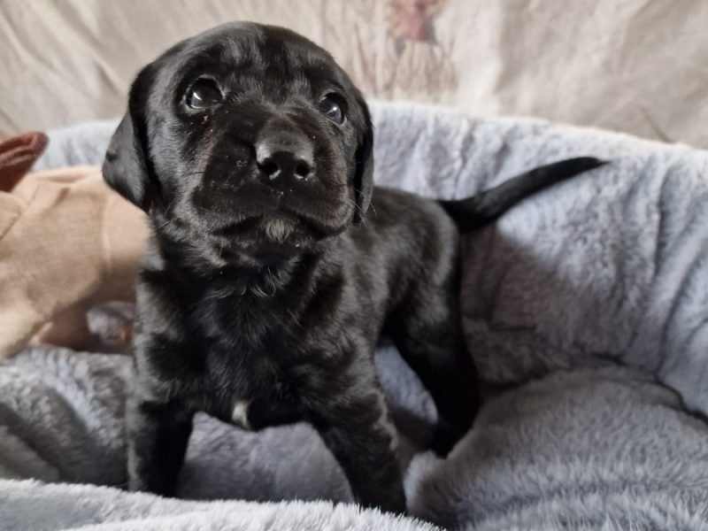 Working Springadors Bitch pup for sale