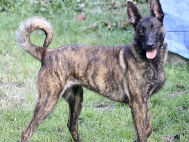 Malinois x Dutch herder bitch