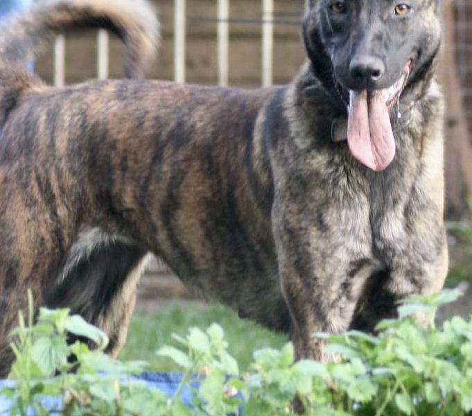 Malinois x Dutch herder bitch