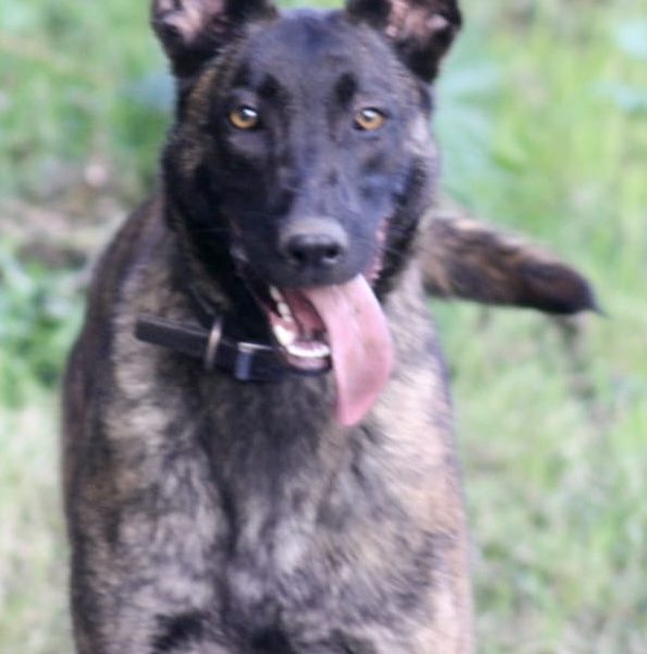 Malinois x Dutch herder bitch