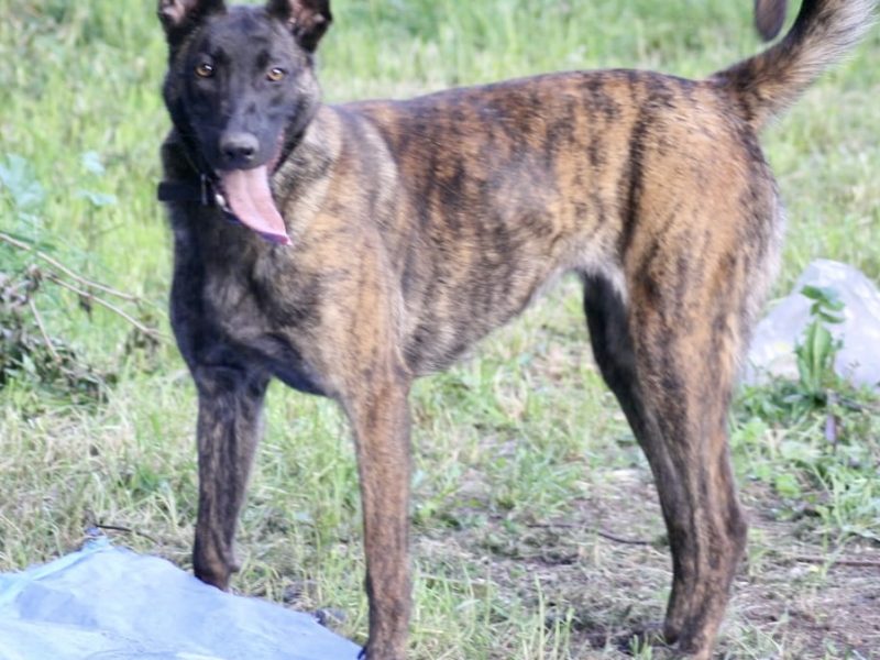 Malinois x Dutch herder bitch