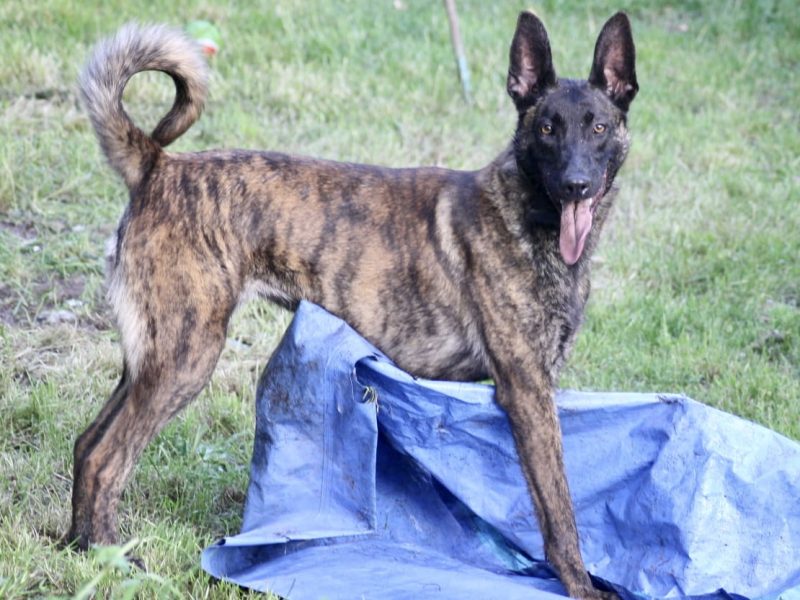 Malinois x Dutch herder bitch