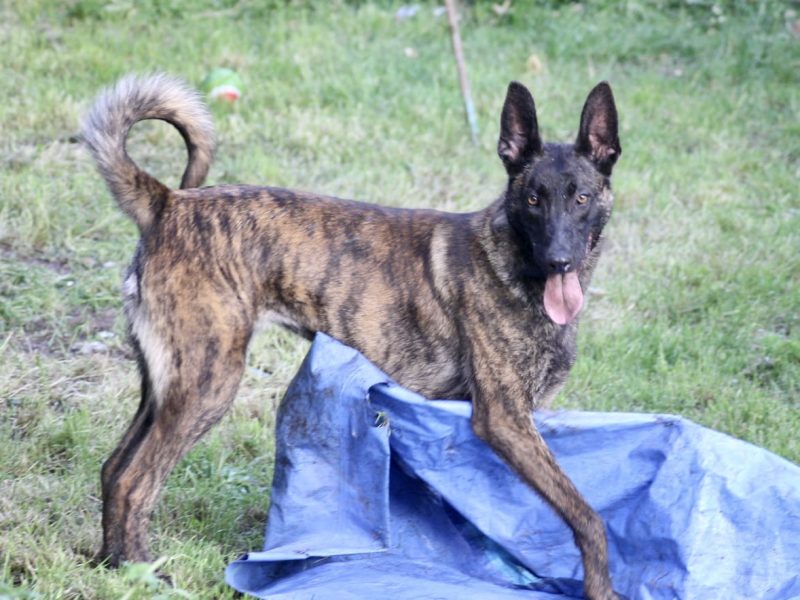 Malinois x Dutch herder bitch
