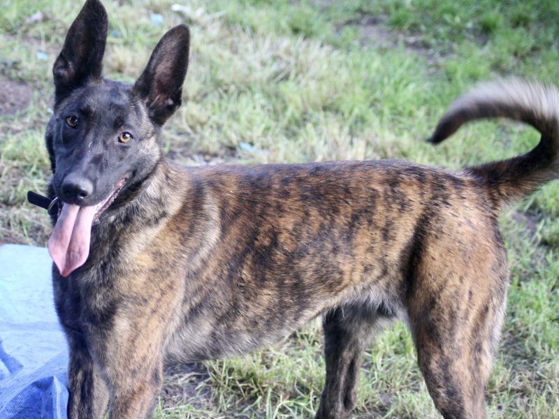 Malinois x Dutch herder bitch