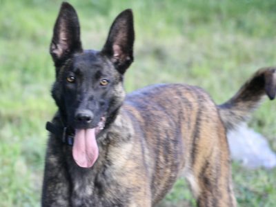 Malinois x Dutch herder bitch