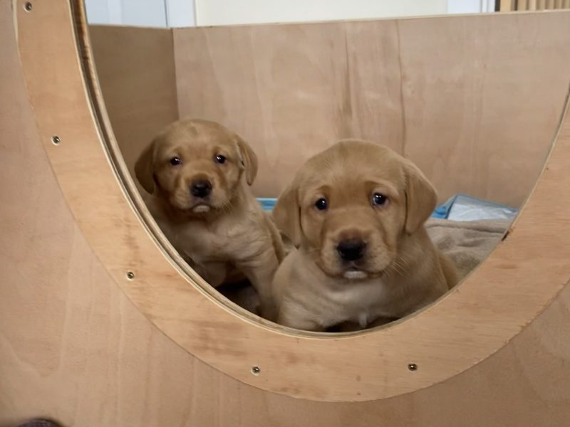 Labrador Dog puppy