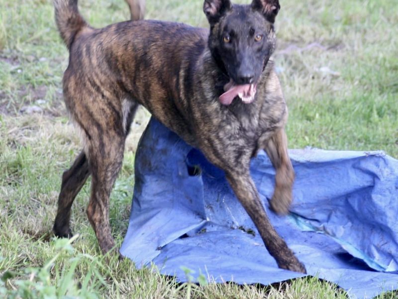 Malinois x Dutch herder bitch