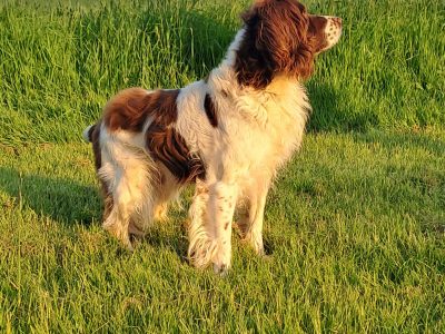 Working English Springer Dog