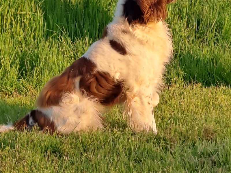 Working English Springer Dog