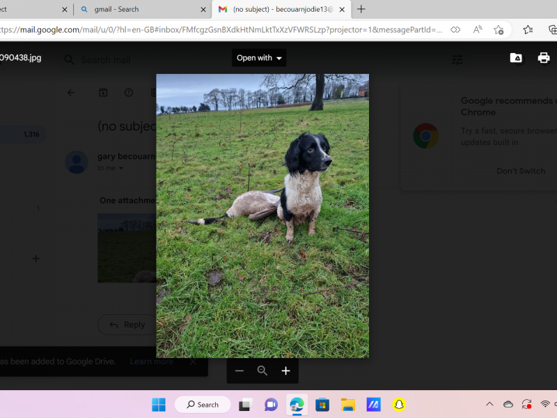 English Springer Spaniel Puppies