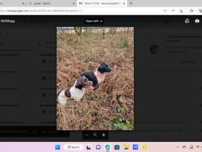 English Springer Spaniel Puppies
