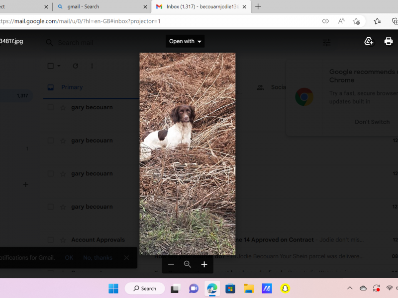 English Springer Spaniel Puppies