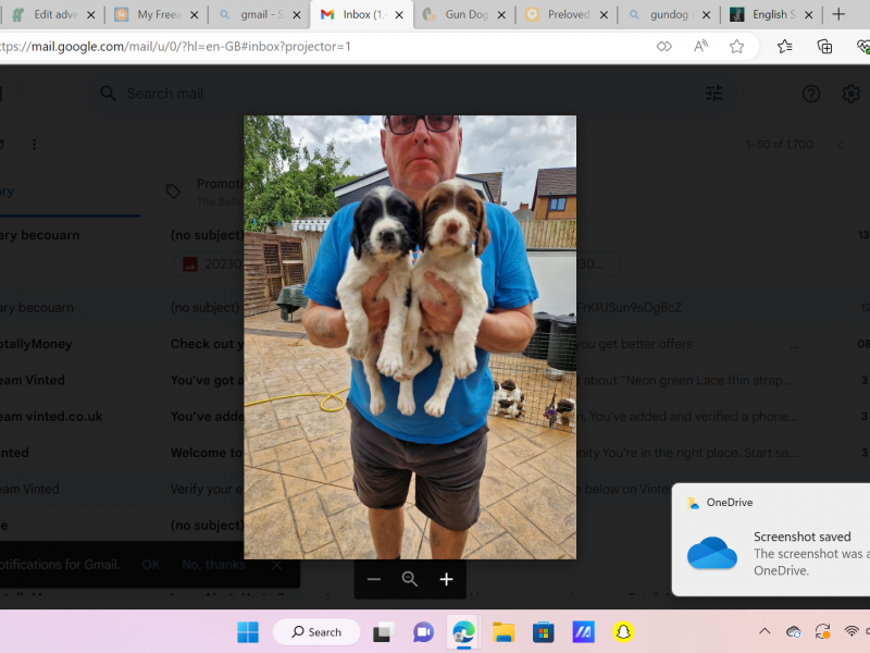 English Springer Spaniel Puppies