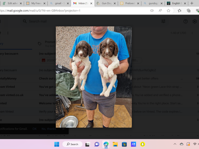 English Springer Spaniel Puppies