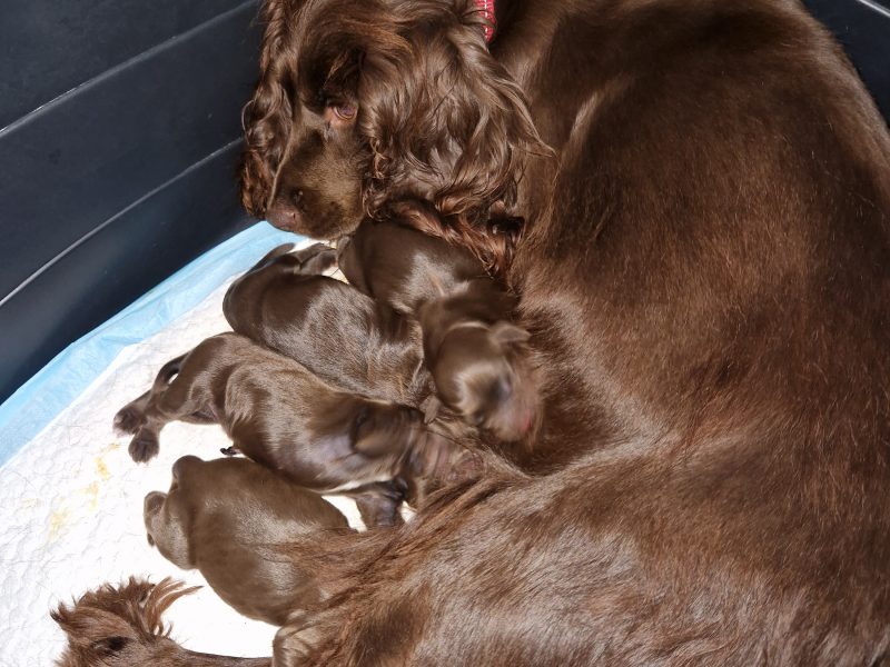 chocolate pups